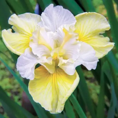 Ирис ЙЕЛЛОУ ТЕЙЛ сибирский в Жлобине