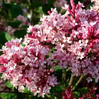 Сирень РЕД ПИКСИ в Жлобине