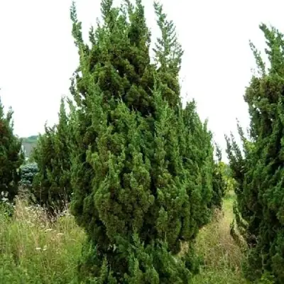 Можжевельник КАЙЗУКА китайский в Жлобине