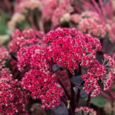 Очиток (седум) РЕД КАУЛИ в Жлобине