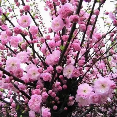 Миндаль ТРЁХЛОПАСТНЫЙ (луизеания) в Жлобине