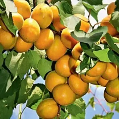Абрикос БРЯНСКИЙ РАННИЙ в Жлобине