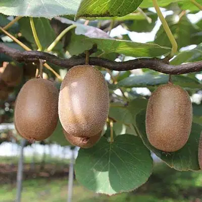 Актинидия ЗАКАРПАТЬЕ киви в Жлобине