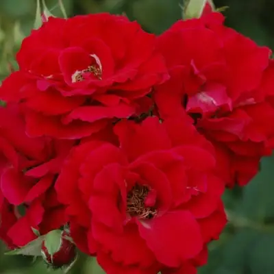 Роза ЧАМПЛЕЙН флорибунда в Жлобине