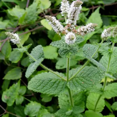 Мята яблочная в Жлобине
