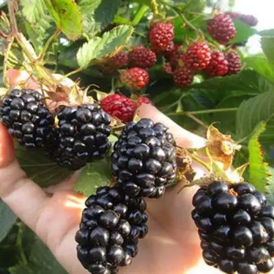 Ежевика НАВАХО бесшипная  в Жлобине