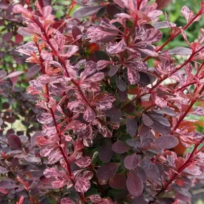 Барбарис РОУЗ ГЛОУ тунберга в Жлобине