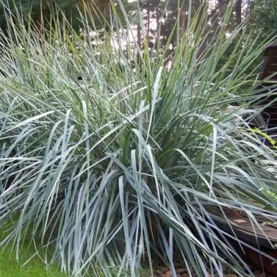 Элимус БЛЮ ДЮН песчаный в Жлобине