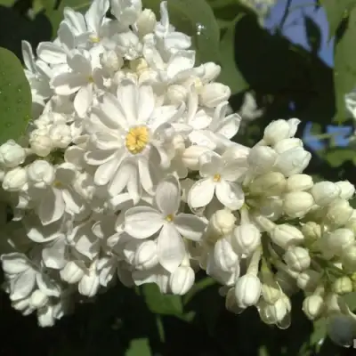 Сирень РОЧЕСТЕР в Жлобине