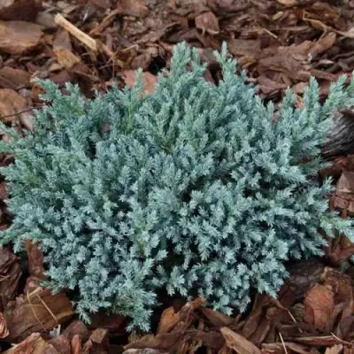 Можжевельник БЛЮ СПАЙДЕР чешуйчатый в Жлобине