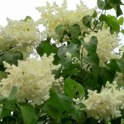 Сирень АМУРСКАЯ в Жлобине