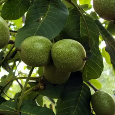 Грецкий орех ПИНСКИЙ в Жлобине