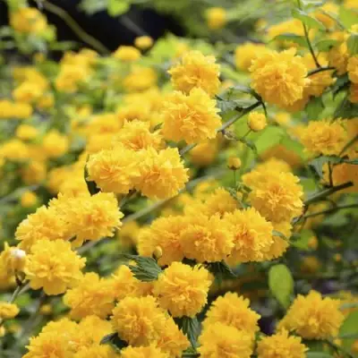 Керрия японская АУРЕОВАРИЕГАТТА в Жлобине