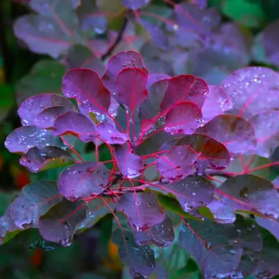 Скумпия ГРЕЙС в Жлобине