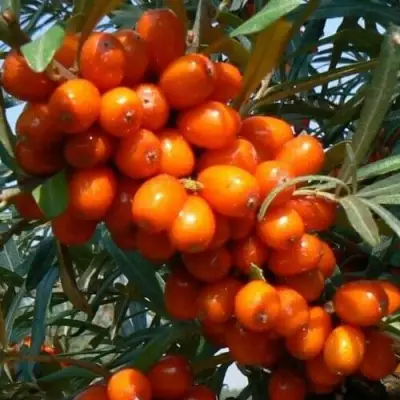 Облепиха ПЛАМЕННАЯ в Жлобине