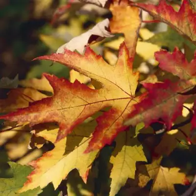 Клен серебристый в Жлобине