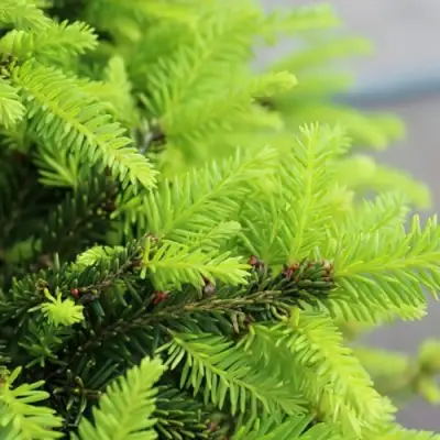 Ель НИДИФОРМИС обыкновенная в Жлобине