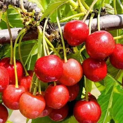 Черешня БЮТТНЕРА КРАСНАЯ в Жлобине