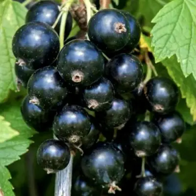 Смородина чёрная СЕЛЕЧЕНСКАЯ в Жлобине