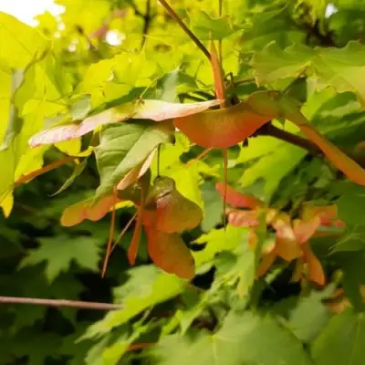 Клен ложноплатановый в Жлобине