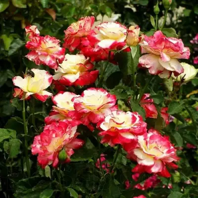 Роза ДАБЛ ДЕЛАЙТ чайно-гибридная в Жлобине