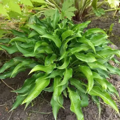 Хоста ГАРРИ ВАН ТРИЕР в Жлобине