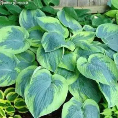 Хоста ТОКУДАМА ФЛАВОЦИРЦИНАЛИС гибридная в Жлобине