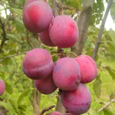 Слива ЭДИНБУРГСКАЯ в Жлобине