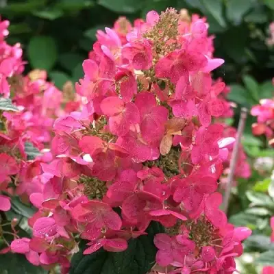 Гортензия МЕГА МИНДИ метельчатая в Жлобине