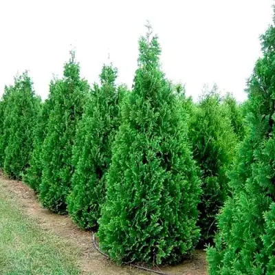 Туя СПИРАЛИС западная в Жлобине