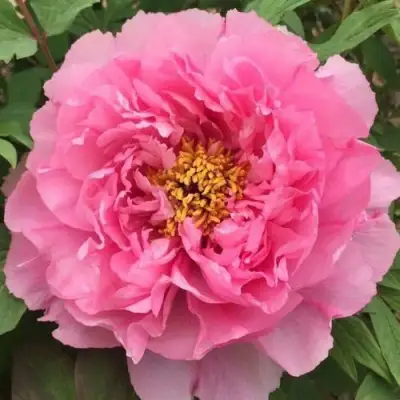 Пион РОЗОВЫЙ ЛОТОС древовидный в Жлобине