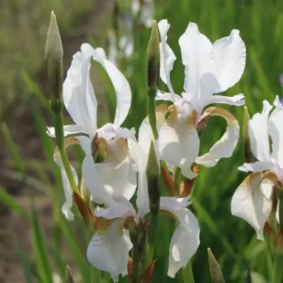 Ирис АЛЬБА сибирский в Жлобине