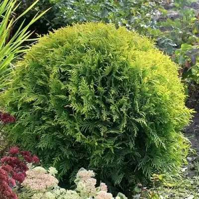 Туя ЕЛЛОУ ГЛОБ западная в Жлобине