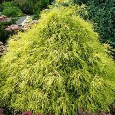 Кипарисовик ФИЛИФЕРА АУРЕА горохоплодный в Жлобине