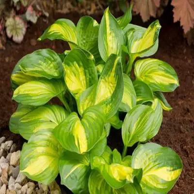 Хоста ЭМЕРАЛЬД ЧАРДЖЕР гибридная в Жлобине