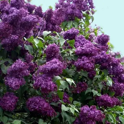 Сирень ИНДИЯ в Жлобине