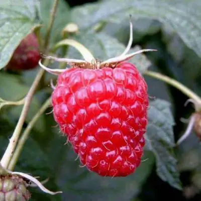 Малина ремонтантная Полана