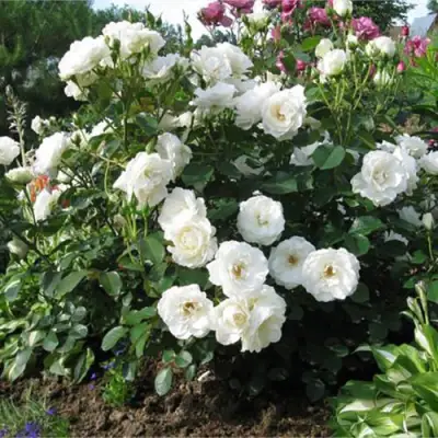 Роза АЛАБАСТЕР флорибунда в Жлобине