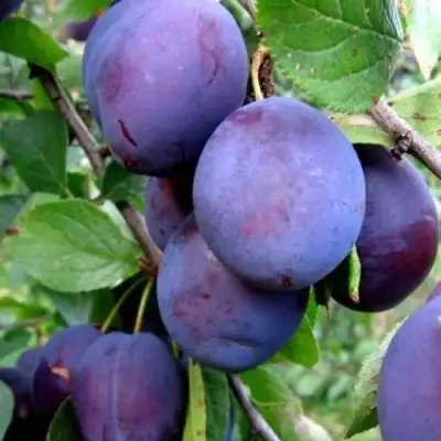 Слива ПЕРДРИГОН в Жлобине