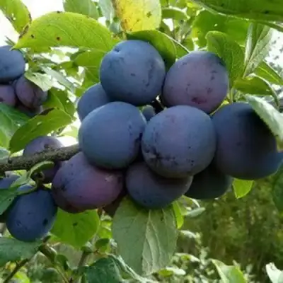 Слива КРОМАНЬ в Жлобине