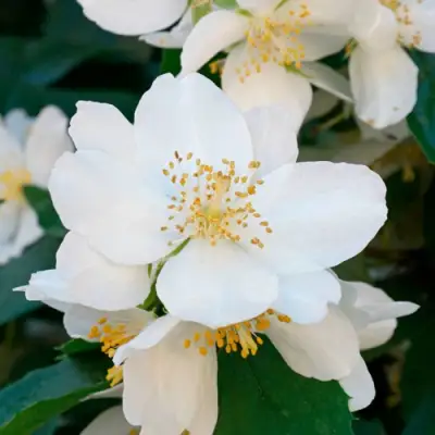 Жасмин ЮСТИНКА в Жлобине