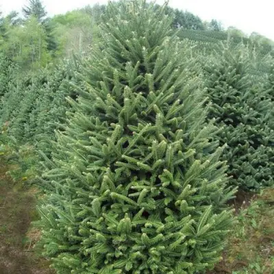Пихта ФРАЗЕРА в Жлобине