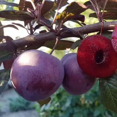 Слива ПАННА в Жлобине