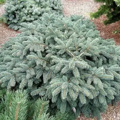 Ель НАНА сизая в Жлобине