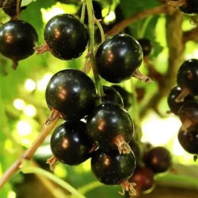 Смородина чёрная НАРА в Жлобине