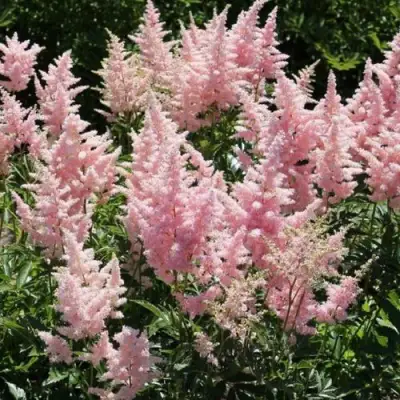 Астильба ГЛИТТЕР ЭНД ГЛАМУР китайская в Жлобине