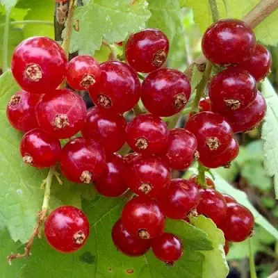 Смородина красная РОНДОМ в Жлобине