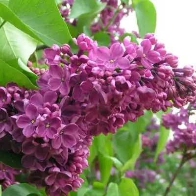 Сирень ДЕНЬ ПОБЕДЫ в Жлобине