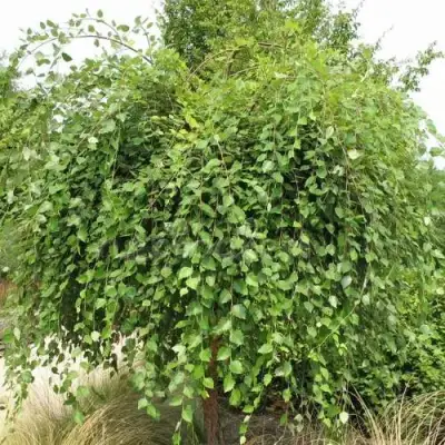 Береза САММЕР КАСКАД черная в Жлобине