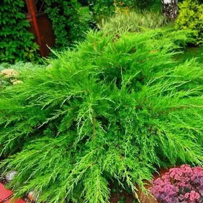 Можжевельник МИНТ ДЖУЛЕП средний в Жлобине